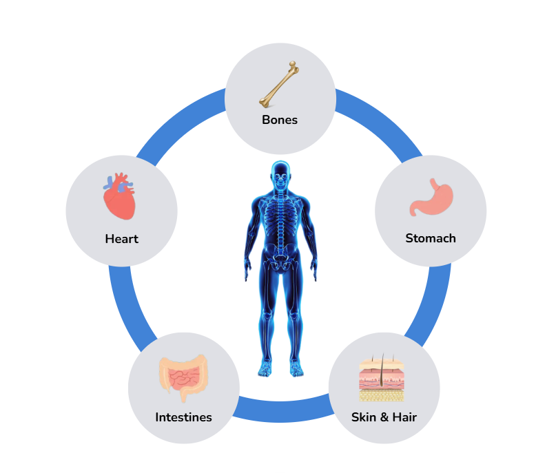 Onion Powder onion illustration