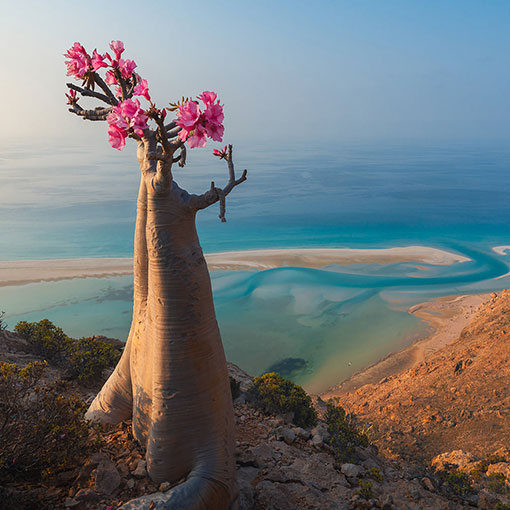 Home about socotra2