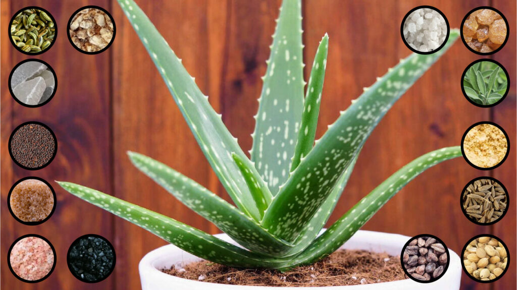 Natural Healing aloe vera white pot sunwand24 ss edit 2
