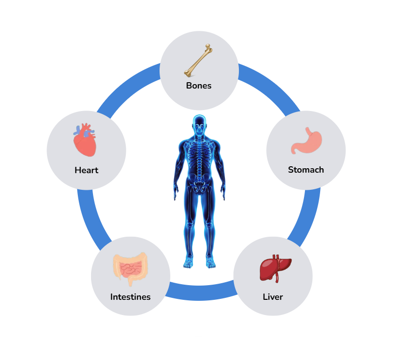 Garlic Powder garlic3dbody