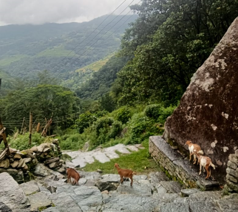Natural Healing mountain nepal